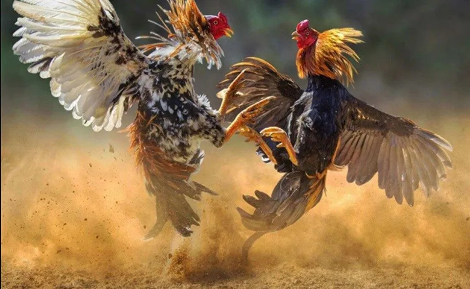 Giới thiệu về sảnh đá gà Sbobet